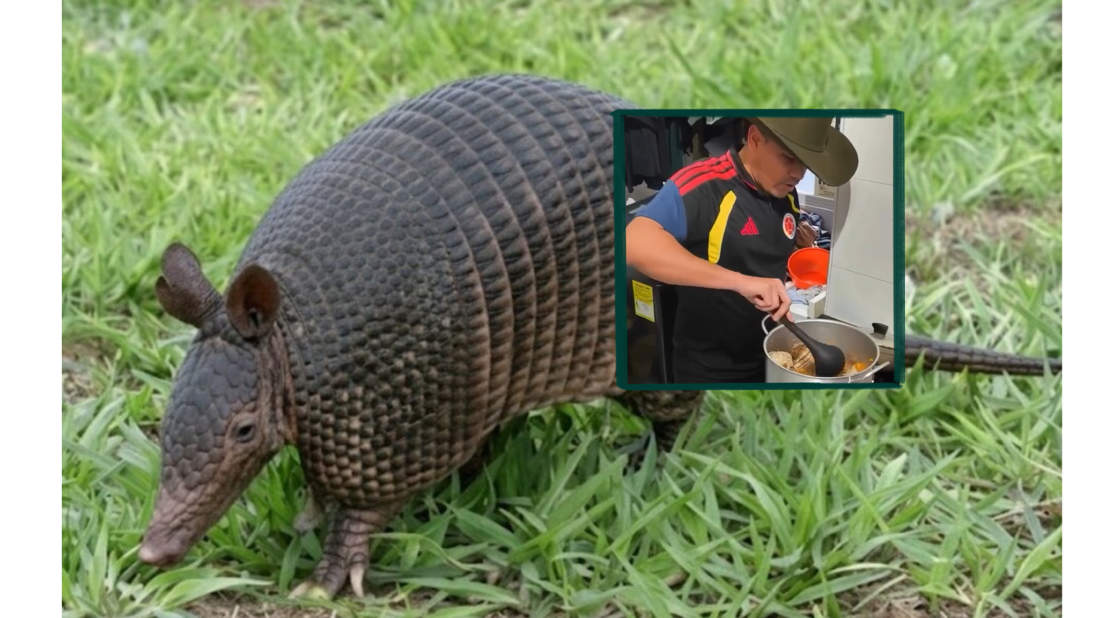 Armadillo o cachicamo: el consumo de esta especie silvestre en Colombia y la necesidad de más información y pedagogía para evitarlo